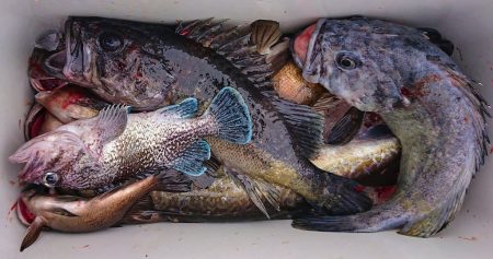 気仙沼　つり丸 釣果