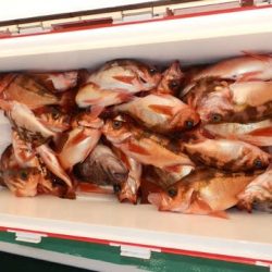 第二むつ漁丸 釣果