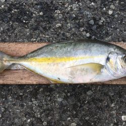 伊豆下田フィッシング 釣果