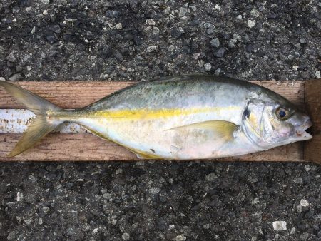 伊豆下田フィッシング 釣果