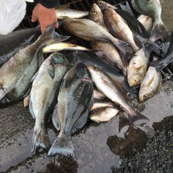 伊豆下田フィッシング 釣果