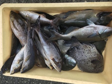 伊豆下田フィッシング 釣果