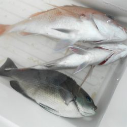 こうゆう丸 釣果