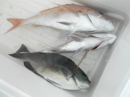 こうゆう丸 釣果