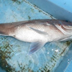 こうゆう丸 釣果