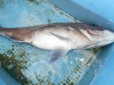 こうゆう丸 釣果