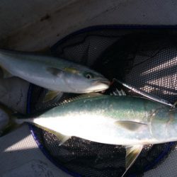 弘福丸 釣果