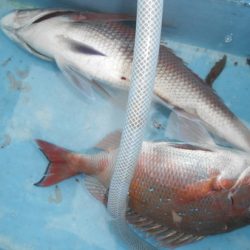 こうゆう丸 釣果