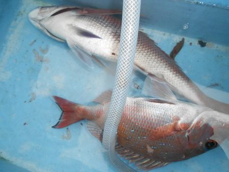 こうゆう丸 釣果