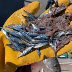 へいみつ丸 釣果