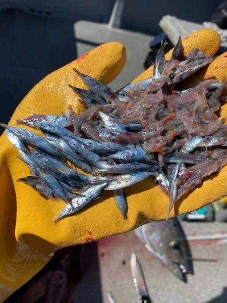 へいみつ丸 釣果