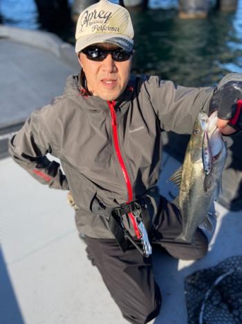 シーマジカル 釣果