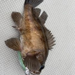 シーマジカル 釣果