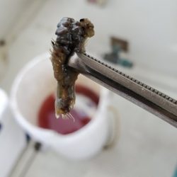 遊漁船 ニライカナイ 釣果