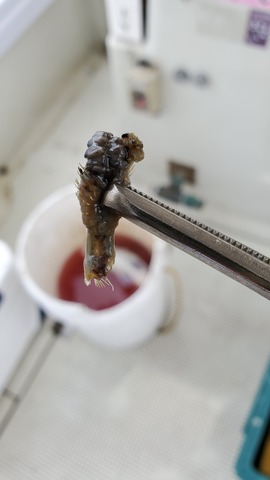 遊漁船 ニライカナイ 釣果