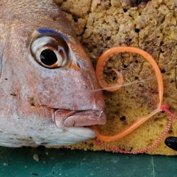 遊漁船 ニライカナイ 釣果