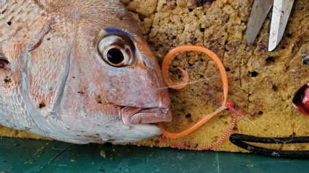 遊漁船 ニライカナイ 釣果