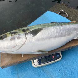 まるいち丸 ZERO-1 釣果