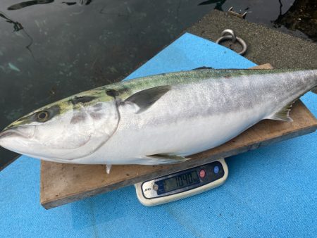 まるいち丸 ZERO-1 釣果