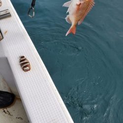 遊漁船 ニライカナイ 釣果