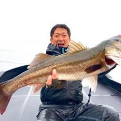 シーマジカル 釣果