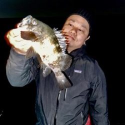 シーマジカル 釣果