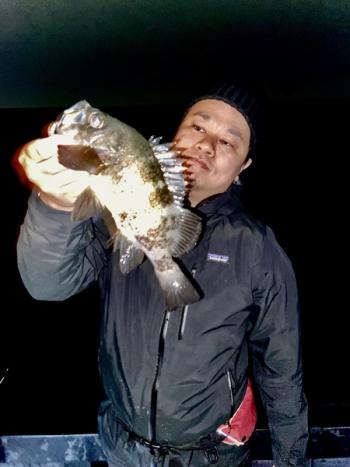 シーマジカル 釣果