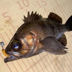 シーマジカル 釣果