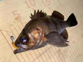 シーマジカル 釣果