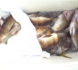 兼六丸 釣果