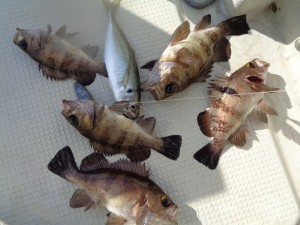 兼六丸 釣果