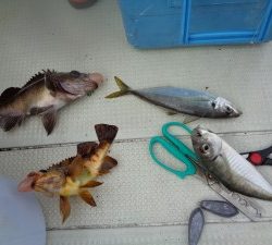 兼六丸 釣果