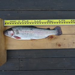 志高湖フィッシング 釣果