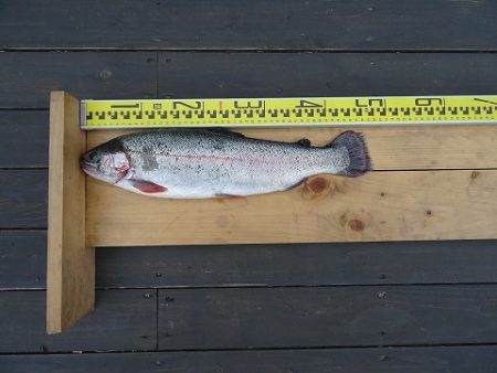 志高湖フィッシング 釣果