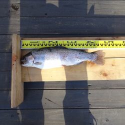 志高湖フィッシング 釣果