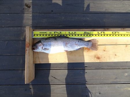 志高湖フィッシング 釣果