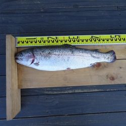 志高湖フィッシング 釣果