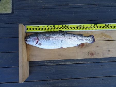 志高湖フィッシング 釣果