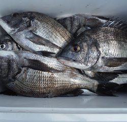 バラモン1号 釣果