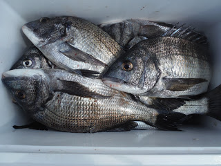 バラモン1号 釣果