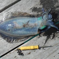 こかわ渡船 雅丸 釣果