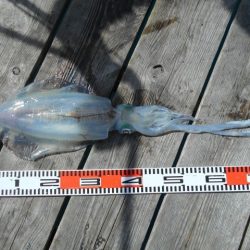 こかわ渡船 雅丸 釣果