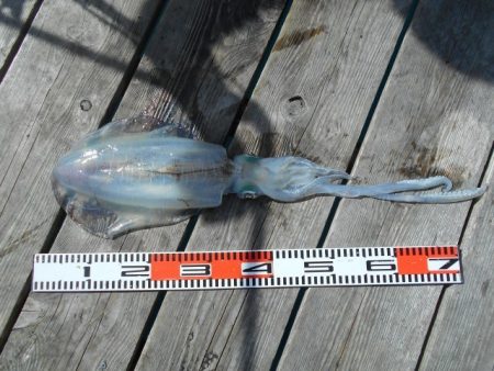 こかわ渡船 雅丸 釣果