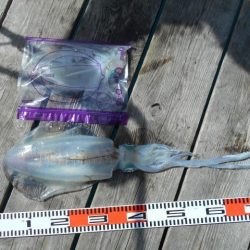 こかわ渡船 雅丸 釣果