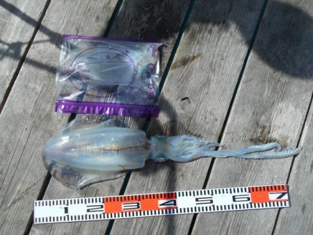 こかわ渡船 雅丸 釣果