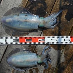 こかわ渡船 雅丸 釣果