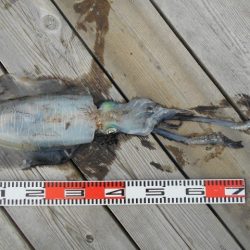 こかわ渡船 雅丸 釣果