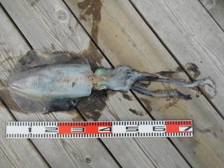 こかわ渡船 雅丸 釣果