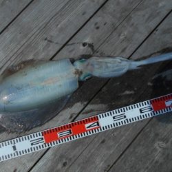 こかわ渡船　雅丸 釣果