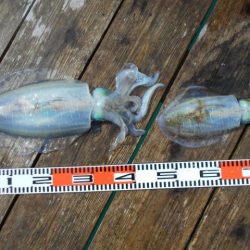 こかわ渡船　雅丸 釣果